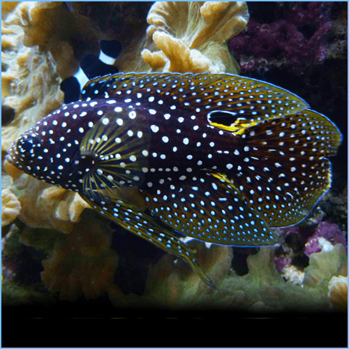 Marine-Betta-Grouper-Fish.png Marine Betta - Image 1