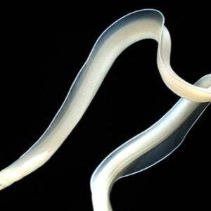 Ghost Ribbon Eel