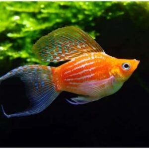 Balloon Lyretail Molly- Assorted