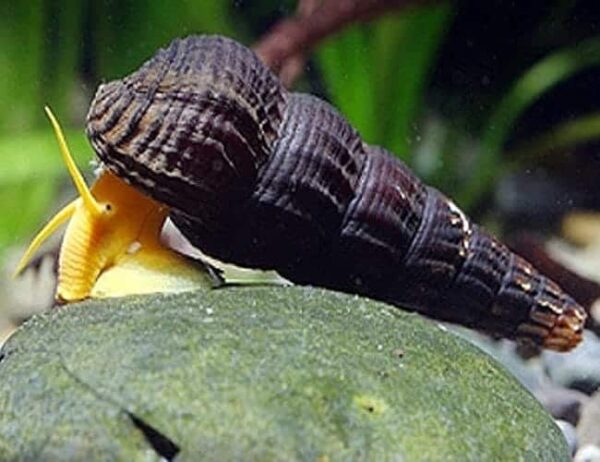 Golden Rabbit Snail - Image 1