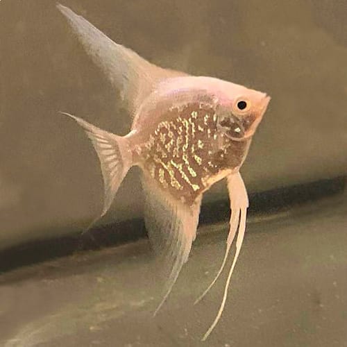 PlatSnakeSkinAngelfish.jpg Platinum Snakeskin Angelfish - Image 1