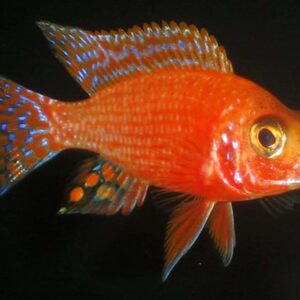 Ruby Crystal Peacock Cichlid