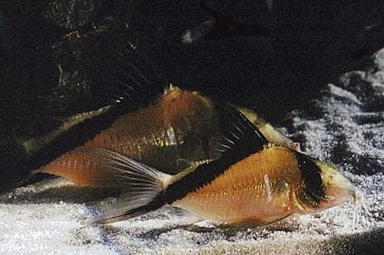 S20215.jpg Bandit (Metae) Corydoras - Image 1