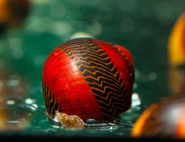 Nerite Red Racer Snail – Frags 2 Fishes