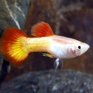 Guppy- Tequila Sunrise Male