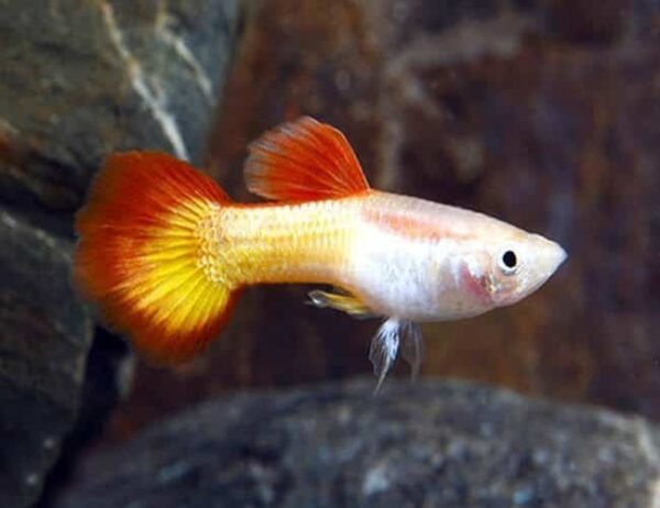 Guppy- Tequila Sunrise Male - Image 1