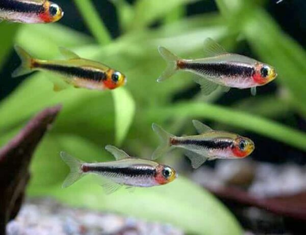 Toucan Tetra - Image 1