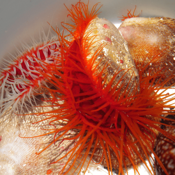 Electric Flame Scallop - Image 1