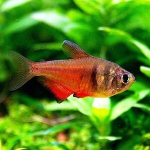 Von Rio Flame Tetra
