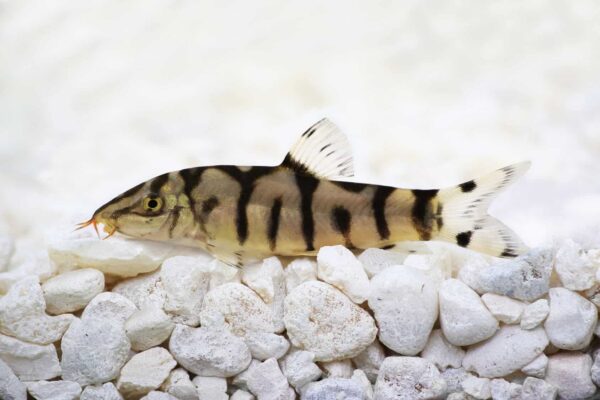 Yo-Yo Loach - Image 1