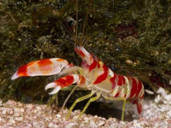 Red Banded (Candy Stripe) Snapping (Pistol) Shrimp - Image 1