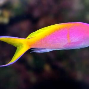 Bartlett's Anthias: Male - Marshall Islands