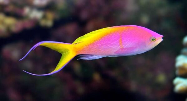Bartlett's Anthias: Male - Marshall Islands - Image 1