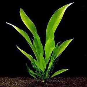 Anubias Frazeri Potted Plant