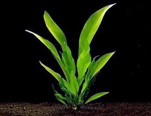 Anubias Frazeri Potted Plant - Image 1