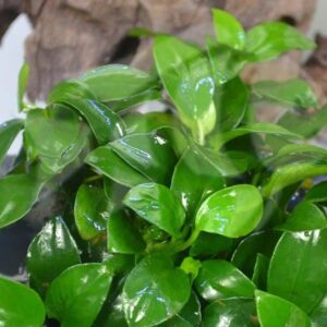 Anubias Nana Petite Plant