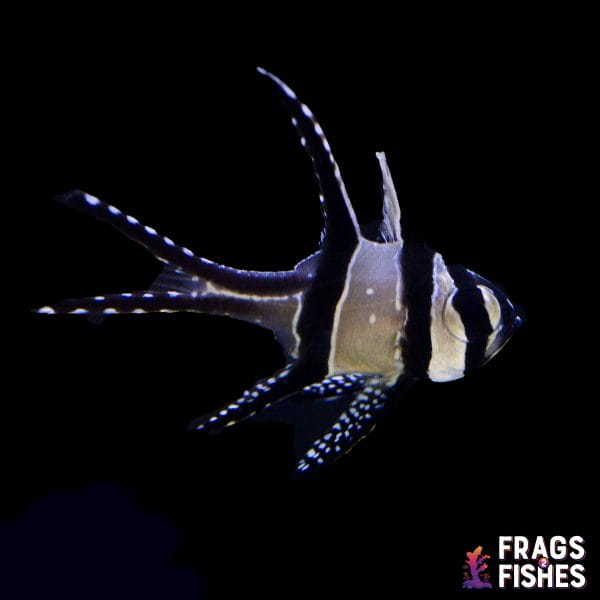 bangaii.jpg Banner (Banggai) Cardinal - Image 1