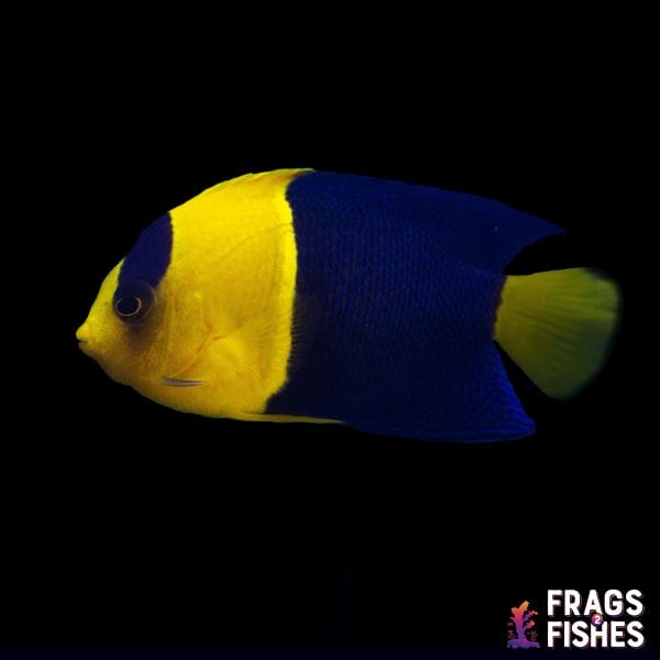 Bicolor Angelfish - Image 1