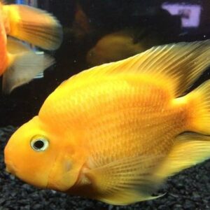 Yellow Parrot Cichlid