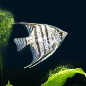 Blue Pinoy Angelfish