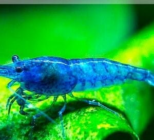 Blue Velvet Fire Shrimp