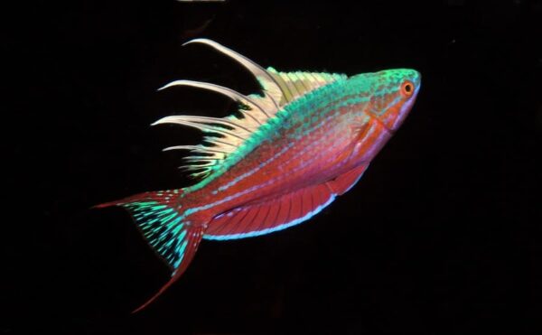 Blue Flasher Wrasse - Image 1