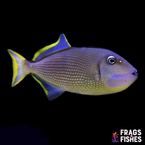 Blue Throat Trigger - Male - Image 1