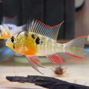 Bolivian Ram Cichlid