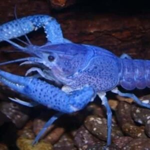 Electric Blue Crayfish