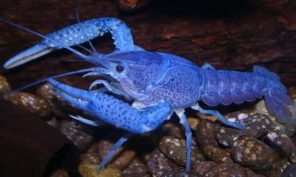 Electric Blue Crayfish - Image 1