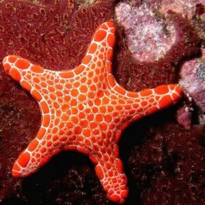 Biscuit Starfish - Australia