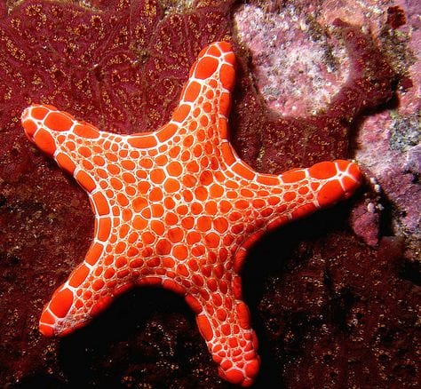 5 EASY & Reef Safe Starfish for the Aquarium - Maryland Aquarium Design,  Installation, and Maintenance