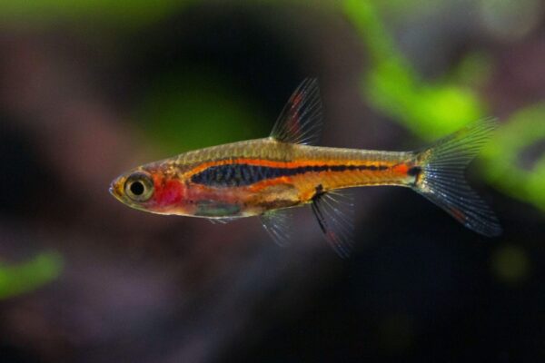 Chili Rasbora - Image 1