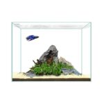 CLEAR 6 Gallon Mini (14.17 x 9.44 x 11) - Waterbox - Image 2