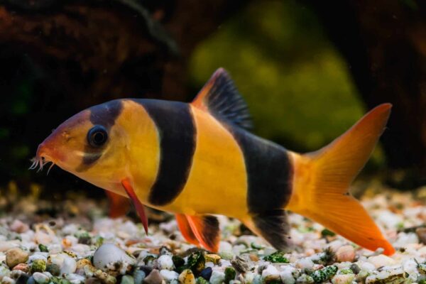 Clown Loach - Image 1