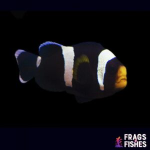 Black Saddleback Clownfish, Captive-Bred ORA®