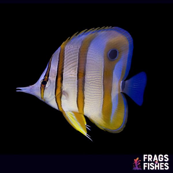 Copperband Butterfly - Image 1