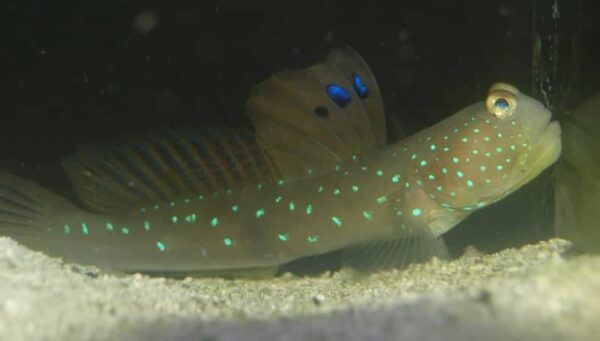 Blue Spot Watchman Goby - Image 1