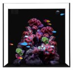 Cube 10 Starphire Ultra Clear 10 Gallon Aquarium - Waterbox Aquariums