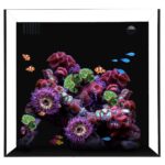 Cube 20 Starphire Ultra Clear 20 Gallon Aquarium - Waterbox Aquariums