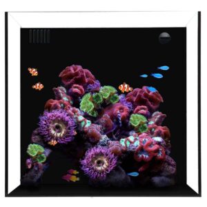 Cube 20 Starphire Ultra Clear 20 Gallon Aquarium - Waterbox Aquariums