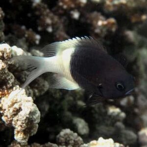 Bicolor Chromis Damsel