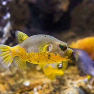 Yellowbelly Dogface