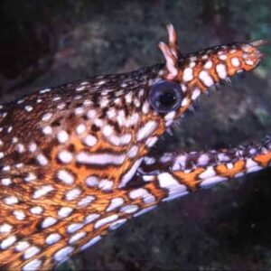 Dragon Eel: Male - Japan