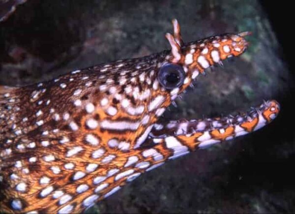 Dragon Eel: Male - Japan - Image 1