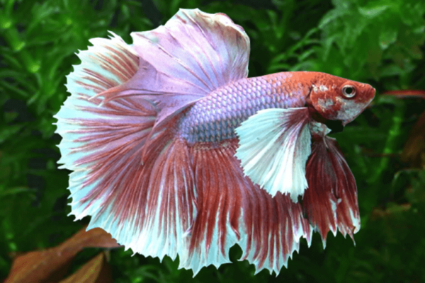 Betta: Male Delta Super Dumbo Ears (Various Colors) - Image 1