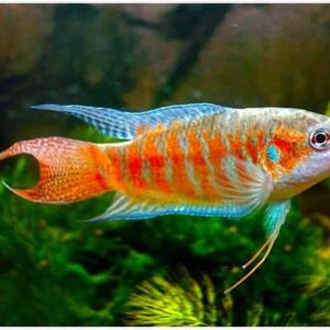 Blue Paradise Gourami