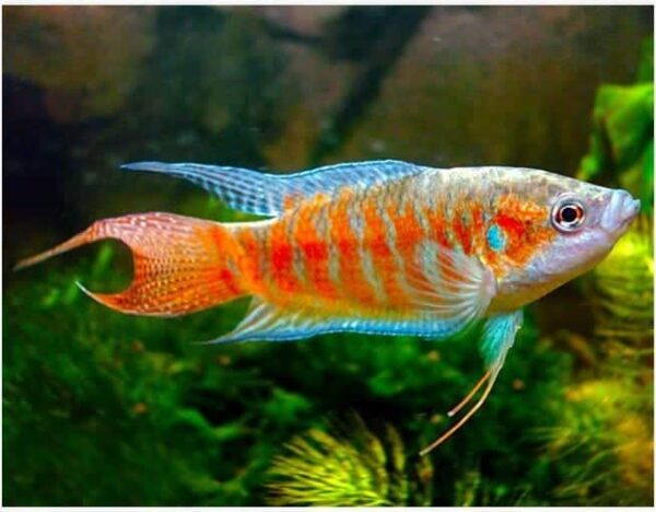Blue Paradise Gourami - Image 1