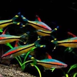Denison Karnataka Barb