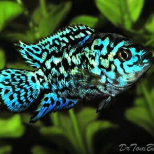 Jack Dempsey: Electric Blue